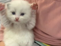 葡萄猫奶黄包：甜蜜邂逅，唤醒味蕾的奇妙之旅