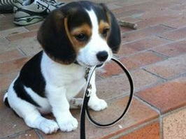 李靳屿宠爱比格犬，倡导和谐共处之道