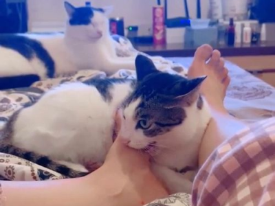 猫咪奇趣：揭秘臭键啃食背后的奥秘